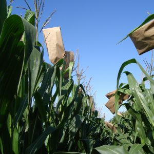 Tests are performed on a variety of crops including corn