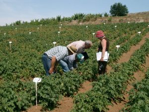 Colorado potato beetle – trial audit, Portugal