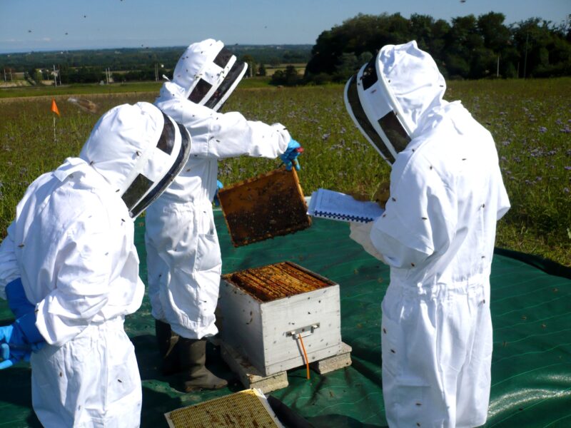 SynTech Research creates global Bee Health Unit