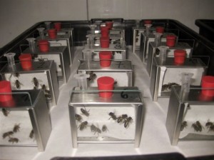 SynTech Spain has a long experience in honeybee studies