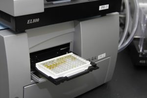 ELISA analysis of protein expression in corn