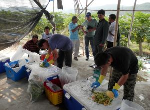 Sample preparation in GLP papaya import tolerance trial