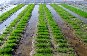 Rice Herbicide testing, Hainan