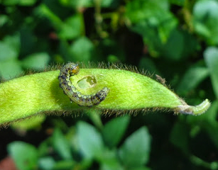 SynTech Argentina runs Paraguay trials on resistant soybean pests
