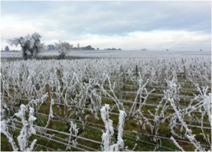 Vines in winter near SynTech Research France, by Eric Ythier