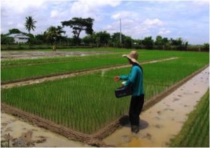 Applying fertiliser to a rice blast trial in the Philippines, by Salvador N. Ramos