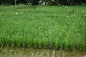 Paddy trial, India