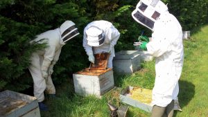 SynTech Research undertakes field pollinator studies