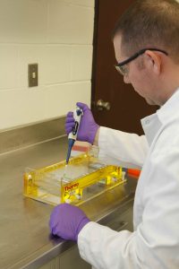 Set-up of gel electrophoresis for DNA insert testing