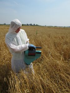 Insecticide trial sampling in cereals, Poland