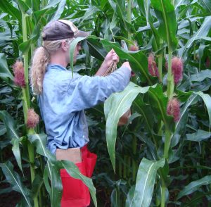 Trait trial in corn