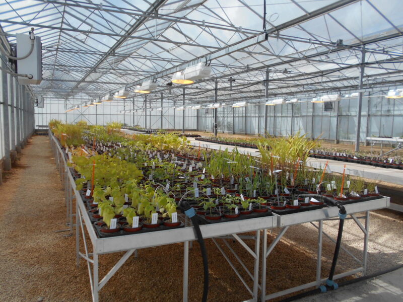 SynTech expands greenhouse testing facilities in France