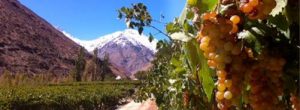 Vines in Mendoza
