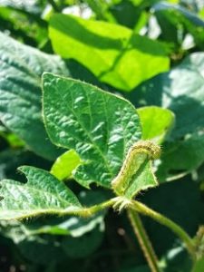 Looper on soybean a major crop in Ecuador