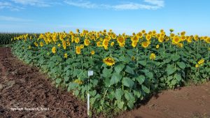 Sunflower trial in Brazil