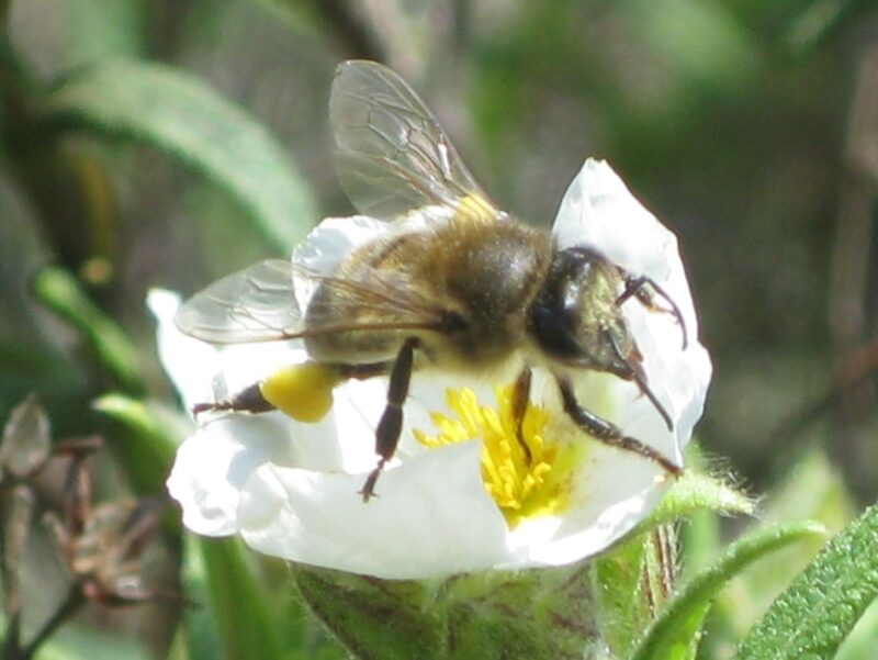 EU Bee Team workshop marks start of the pollinator testing season