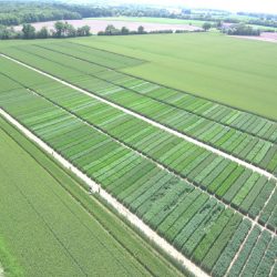 SynTech France cereal variety trials