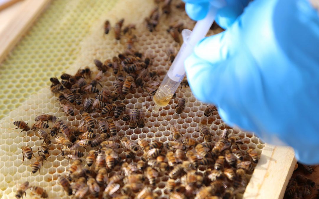 SynTech N. America experts provide pollinator study training