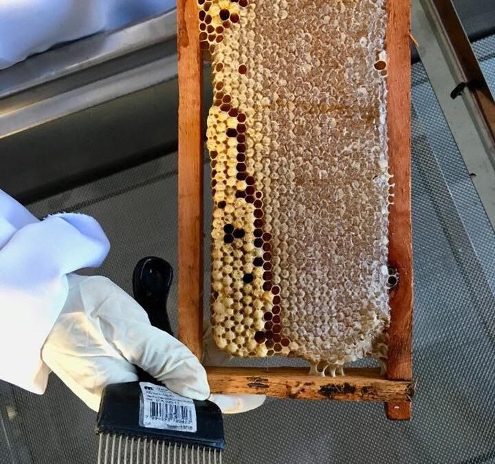 SynTech’s Global Pollinator Field Testing Capabilities