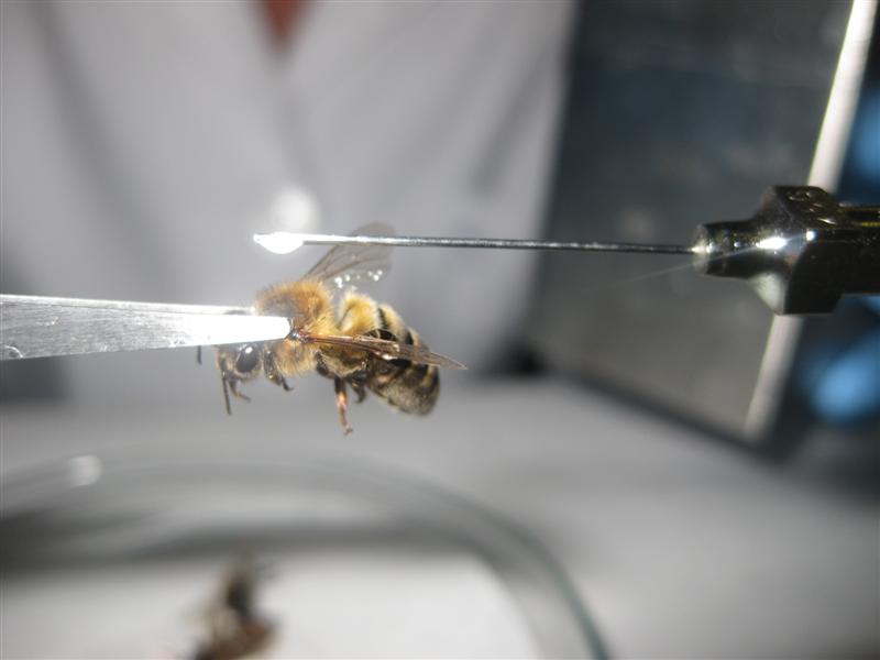Expert services provide quality results in SynTech Brazil’s Pollinator Program