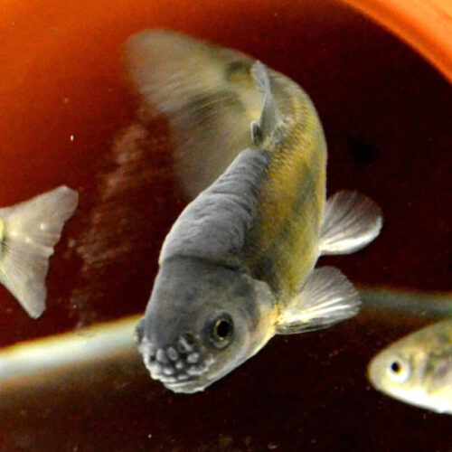 ECT offers capacity for fish short-term reproduction assays in 2022