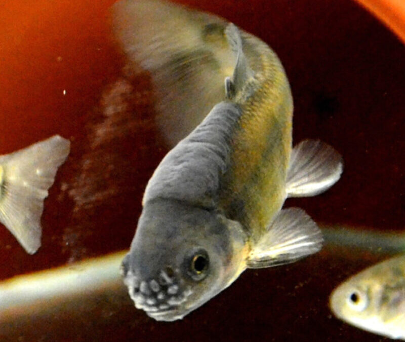 ECT offers capacity for fish short-term reproduction assays in 2022