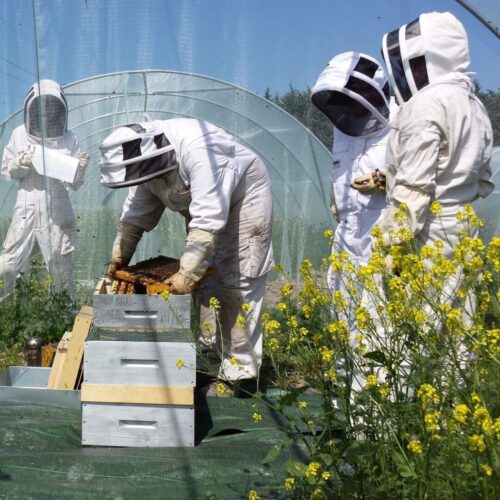 SynTech involved in bee testing and EFSA consultations