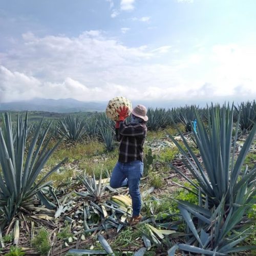 Agave GLP trial successfully completed in Jalisco, Mexico.