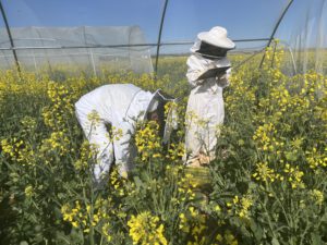 The studies required