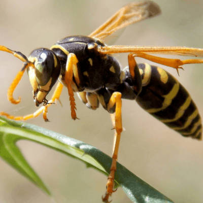 Biostimulants and Biocontrol Services