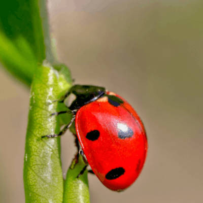 Biostimulants and Biocontrol Services